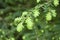 New Growth on a Western Hemlock