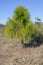 New Growth, Young Pine Tree