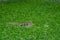 New Guinea crocodile (Crocodylus novaeguineae) in a pond full of algae