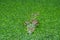 New Guinea crocodile (Crocodylus novaeguineae) in a pond full of algae