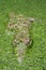 New Guinea crocodile (Crocodylus novaeguineae) in a pond full of algae