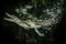 New Guinea crocodile (Crocodylus novaeguineae) swims underwater in terrarium