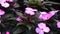 New Guinea Impatiens