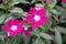 New Guinea Impatiens flowers