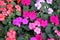 New Guinea Impatiens flowers