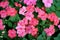 New Guinea Impatiens flowers