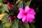 New Guinea impatiens or Impatiens hawkeri flowering plant with single open large dark pink flower surrounded with closed flower