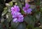 New Guinea Impatiens Sunstanding Lavender, Dallas Arboretum