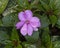 New Guinea Impatiens Sunstanding Lavender, Dallas Arboretum