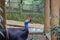 New Guinea\'s exotic bird, the double wattle Cassowary