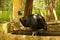 New Guinea\\\'s exotic bird, the Single Wattle Cassowary, a large flightless black bird