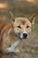 New guinea singing dog