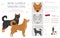 New Guinea singing dog clipart. All coat colors set.; All dog breeds characteristics infographic