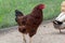 New Hampshire red black australorp cross breed chicken