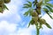 New harvest of almonds, almonds on the tree, Pfalz in Germany