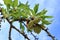 New harvest of almonds, almonds on the tree, Pfalz in Germany