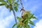 New harvest of almonds, almonds on the tree, Pfalz in Germany