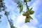 New harvest of almonds, almonds on the tree, Pfalz in Germany