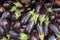 The new harvest black eggplants sold at local city market