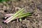 New harvest, bunch of green asparagus sprouts growing on bio farm field in Limburg, Belgium