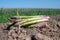 New harvest, bunch of green asparagus sprouts growing on bio farm field in Limburg, Belgium