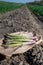 New harvest, bunch of green asparagus sprouts growing on bio farm field in Limburg, Belgium