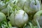 New harvest cabbage kohlrabi for sale at city market