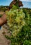 New harvest of famous sweet sherry wine pedro ximenez grape on vineyards in Montilla-Moriles region, Andalusia, Spain, near