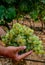 New harvest of famous sweet sherry wine pedro ximenez grape on vineyards in Montilla-Moriles region, Andalusia, Spain, near