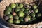 New harvest of fresh ripe macadamia nuts in green shell