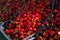 New harvest of fresh ripe red sweet cherry, street market in Italy