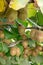 New harvest of golden or green kiwi, hairy fruits hanging on kiwi tree in orchard in Italy