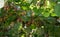 New harvest of golden or green kiwi, hairy fruits hanging on kiwi tree in orchard in Italy