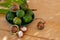 New harvest of ripe fresh Australian macadamia nuts in shell with leaves