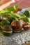 New harvest of ripe fresh Australian macadamia nuts in shell with leaves