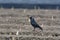 New harvest season on asparagus vegetable fields, white and purple asparagus growing uncovered on farm and walking black crow bird