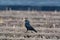 New harvest season on asparagus vegetable fields, white and purple asparagus growing uncovered on farm and walking black crow bird