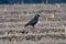 New harvest season on asparagus vegetable fields, white and purple asparagus growing uncovered on farm and walking black crow bird