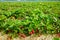 New harvest of sweet fresh outdoor red strawberry, growing outside in soil, rows with ripe tasty strawberries