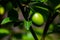 New harvest of trees in a blooming garden