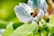 New harvest of trees in a blooming garden. White flower photos