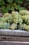 New harvest of white sweet chardonnay grapes on grand cru vineyards near Epernay, region Champagne, France