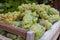 New harvest of white sweet chardonnay grapes on grand cru vineyards near Epernay, region Champagne, France