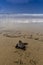 New hatched loggerhead sea turtle Caretta caretta heads out to sea