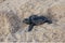 New hatched loggerhead sea turtle Caretta caretta heads out to sea