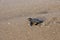 New hatched loggerhead sea turtle Caretta caretta heads out to sea
