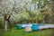 New hives on apiary in spring in April near flowering trees. apiary with uteruses for artificial insemination. Beekeeping on