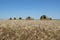 New Holland combine in wheat field ready to work, harvest in summer