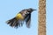 New Holland Honeyeater