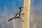 New Holland Honeyeater